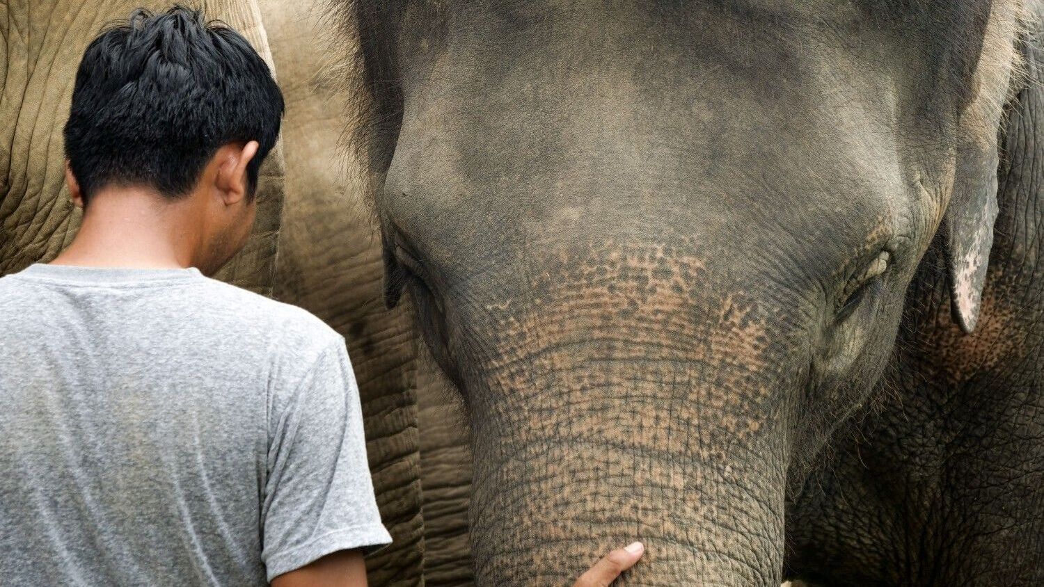 Ilustrasi seorang pemuda dengan gajah sebagai visualisasi kisah Penolong Gajah.